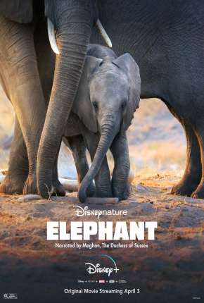 Capa do título semelhante: Elefante - Legendado